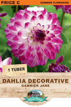 Load image into Gallery viewer, Dahlia Gambier Jane
