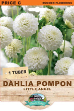 Load image into Gallery viewer, Dahlia Little Angel
