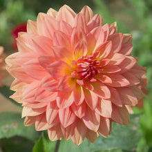 Load image into Gallery viewer, Dahlia Decorative Urica
