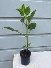 Load image into Gallery viewer, Formby Duke - 100mm Potted Dahlia
