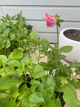 Load image into Gallery viewer, Formby Duke - 100mm Potted Dahlia

