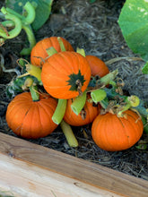 Load image into Gallery viewer, Pumpkin Golden Nugget
