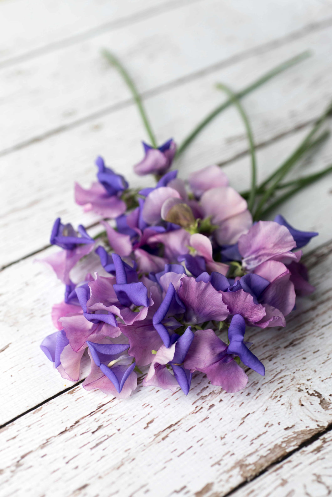 Sweet Pea Erewhon