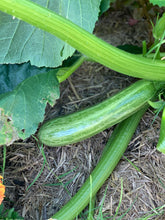 Load image into Gallery viewer, Zucchini Cocozelle
