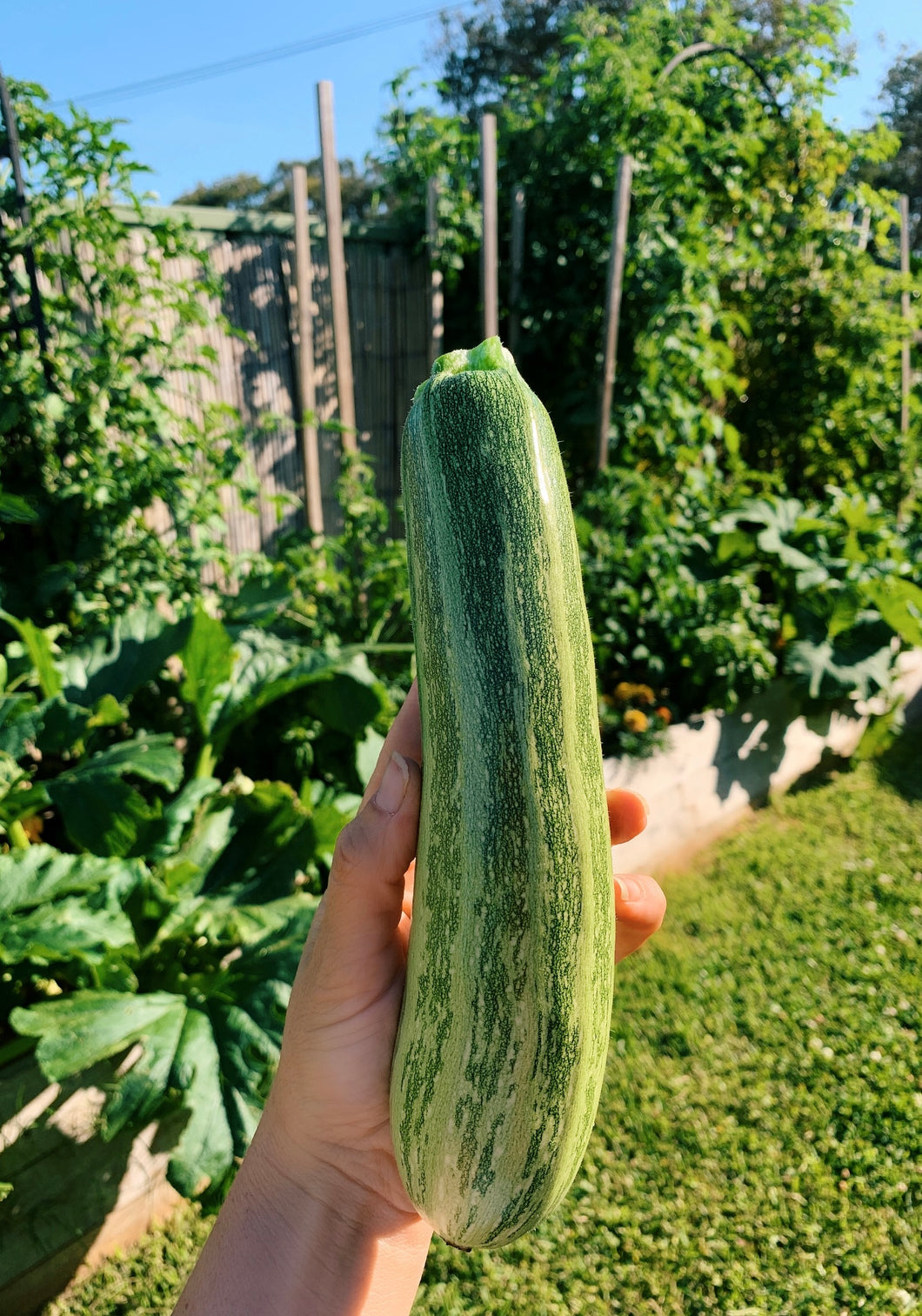 Zucchini Cocozelle