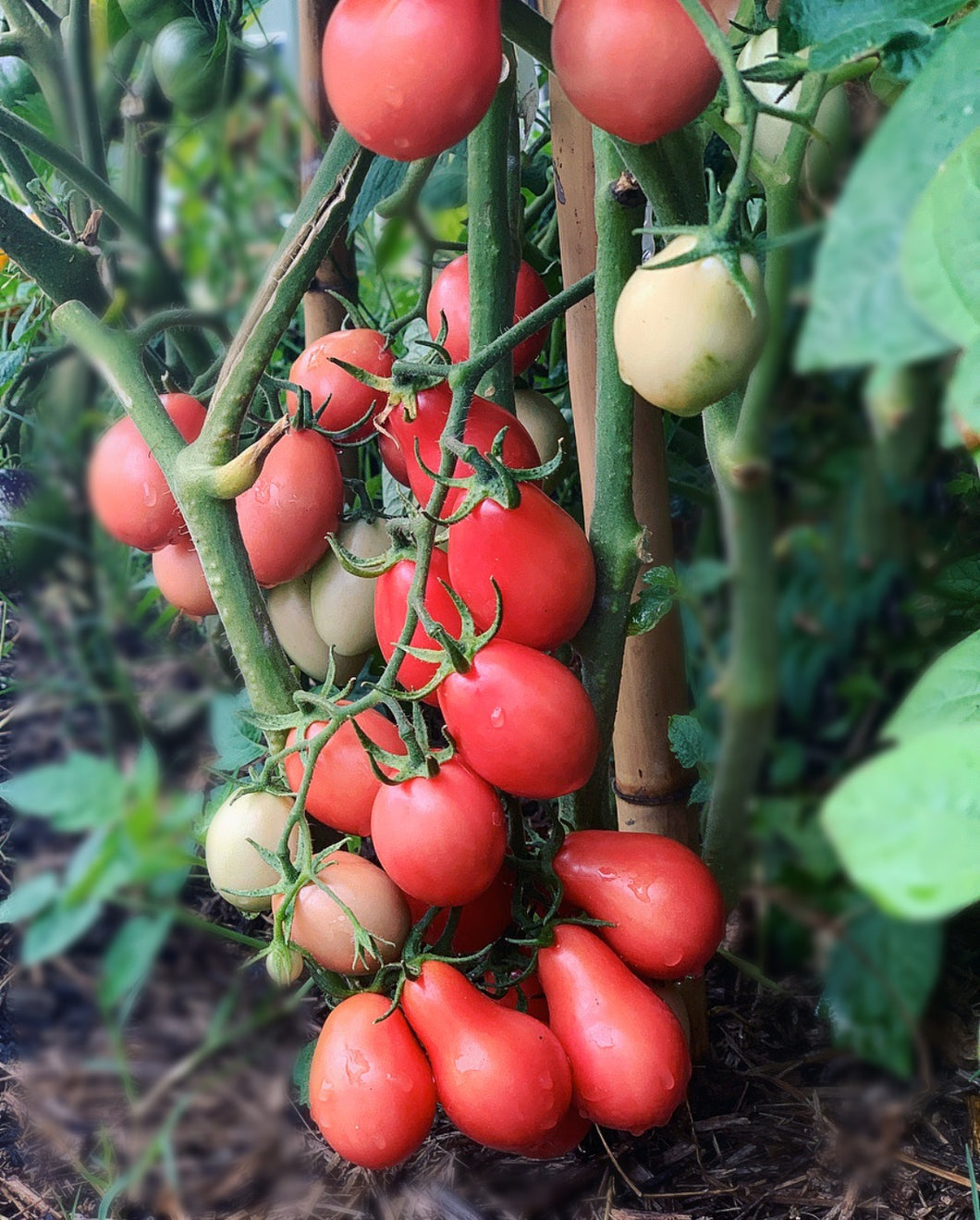 Tomato Thai Pink Egg