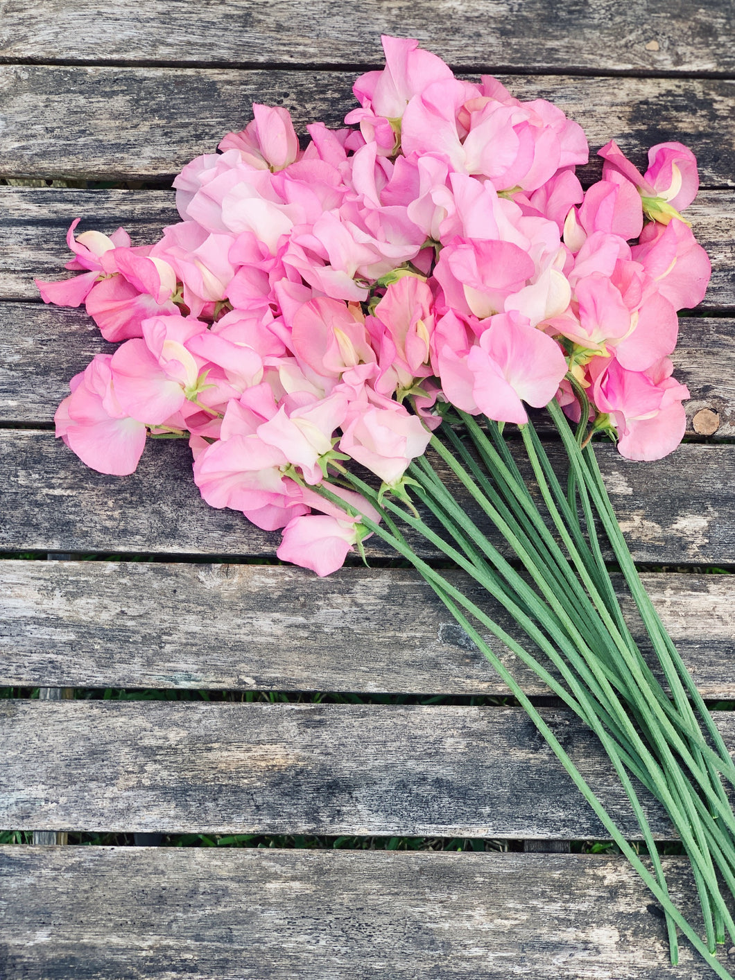 Sweet Pea Solstice Salmon
