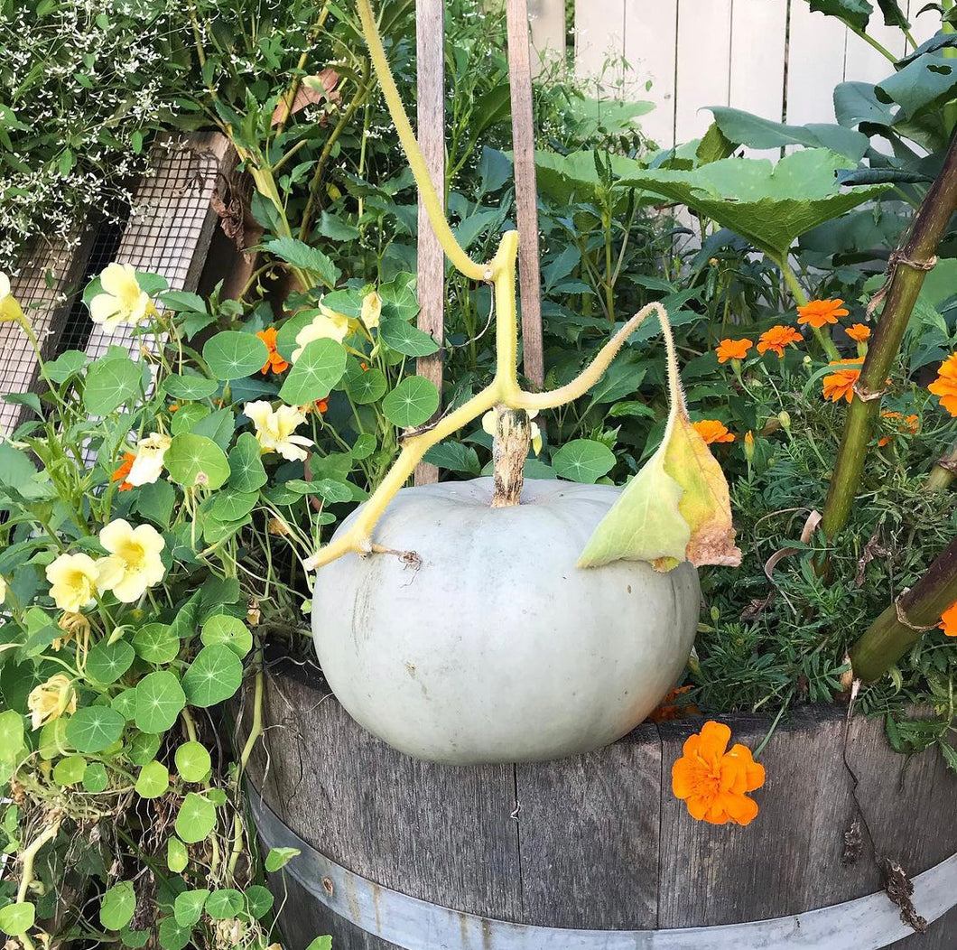 Pumpkin Queensland Blue