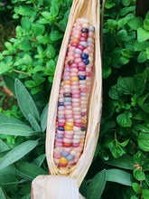 Load image into Gallery viewer, Corn Glass Gem
