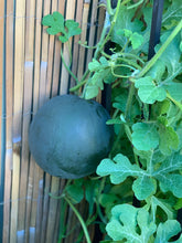 Load image into Gallery viewer, Watermelon Sugar Baby
