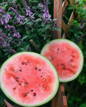 Load image into Gallery viewer, Watermelon Sugar Baby

