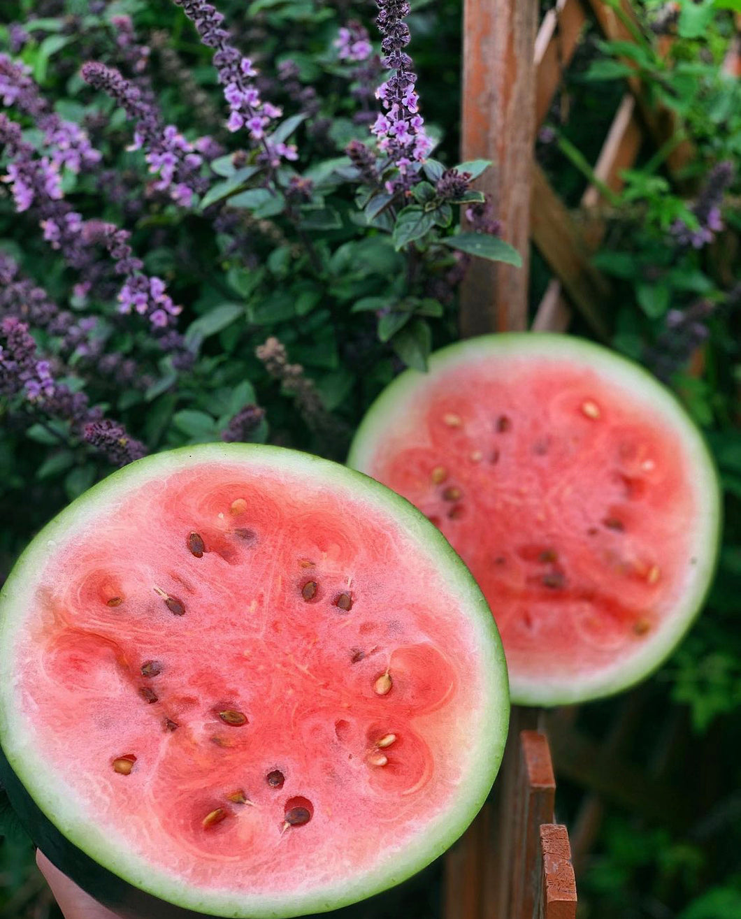 Watermelon Sugar Baby