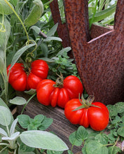 Load image into Gallery viewer, Tomato Costoluto Fiorentino
