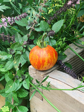 Load image into Gallery viewer, Tomato Tigerella
