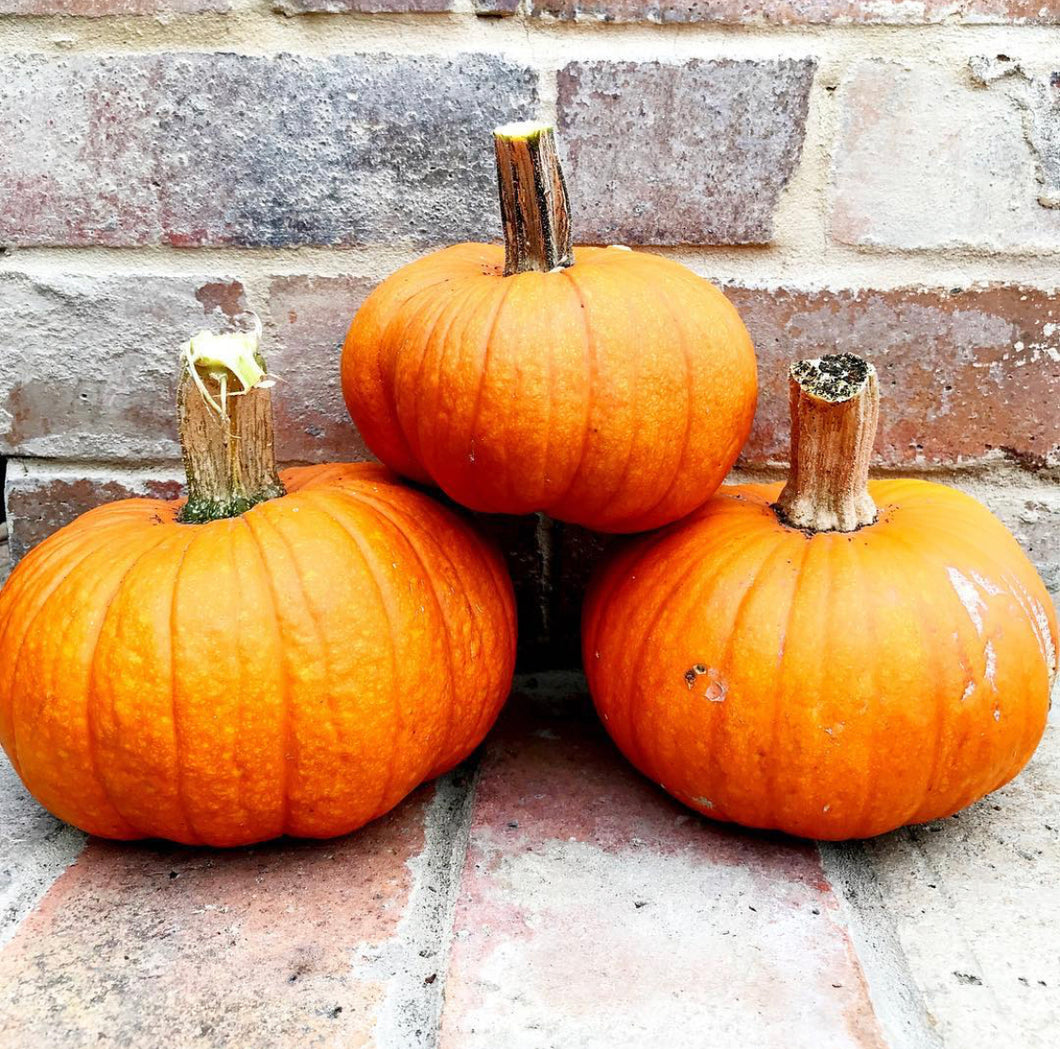 Pumpkin Small Sugar