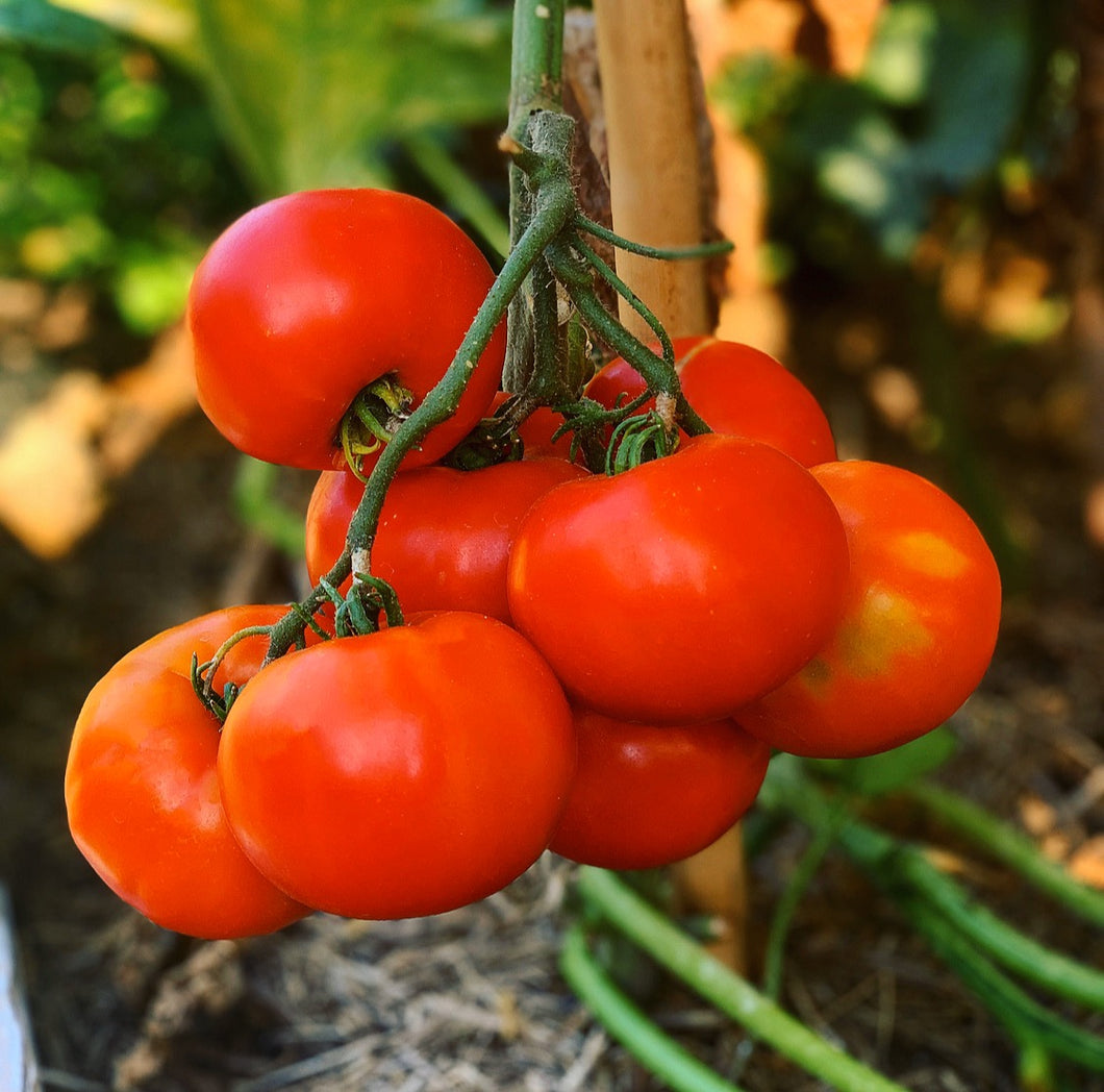 Tomato College Challenger