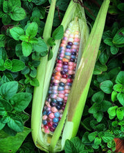 Load image into Gallery viewer, Corn Glass Gem
