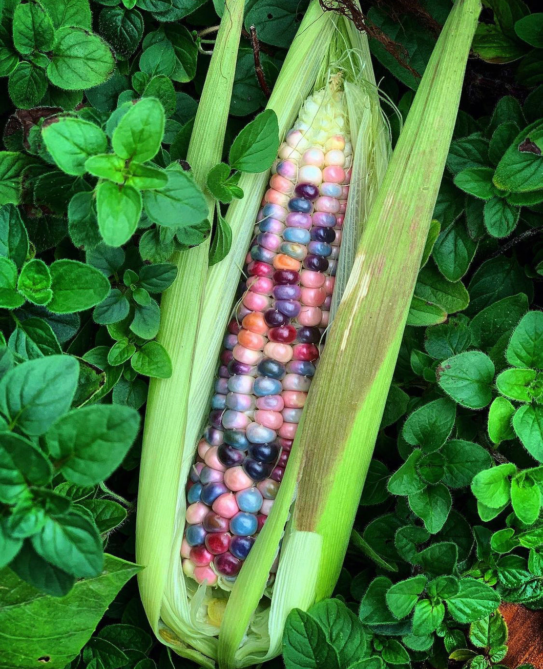 Corn Glass Gem