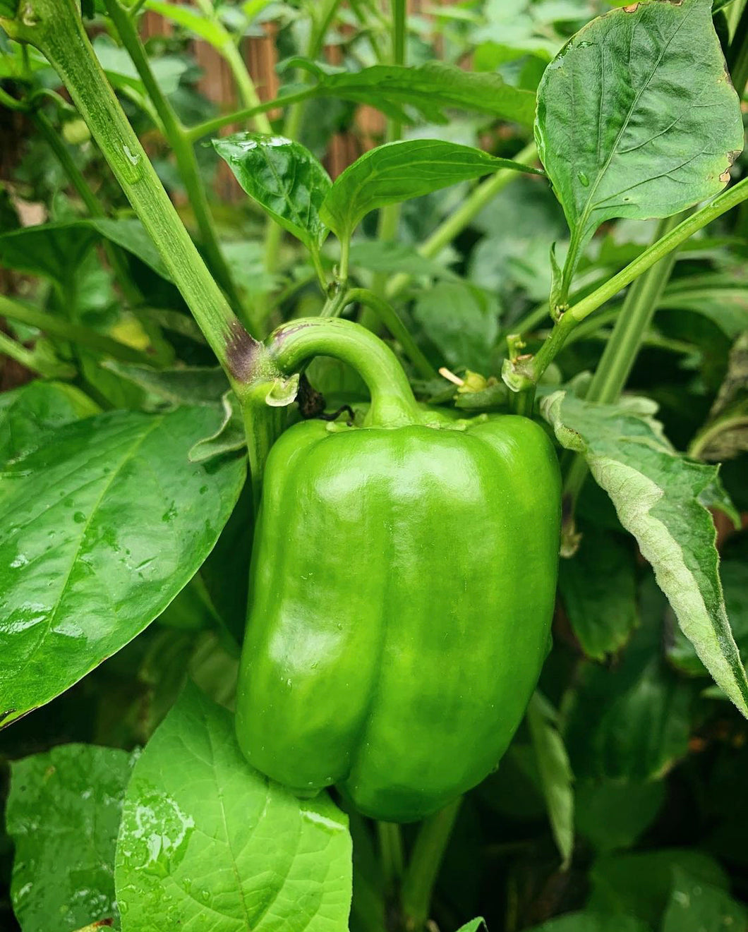 Capsicum Californian Wonder