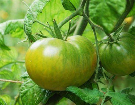 Tomato Evergreen