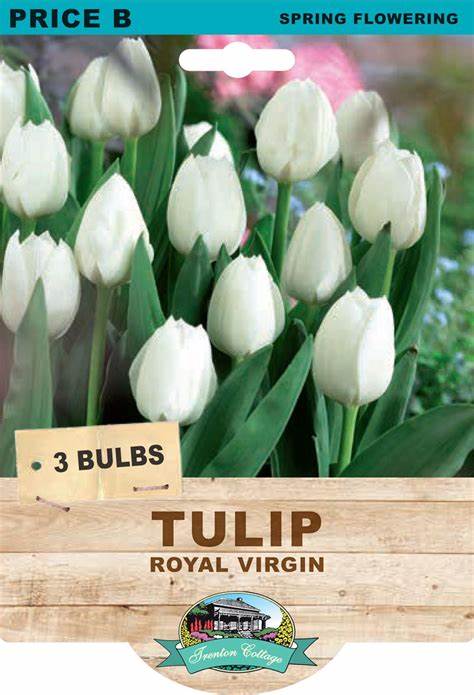 Tulip Royal Virgin