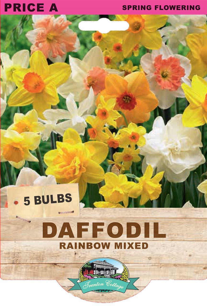 Daffodil Rainbow Mixed