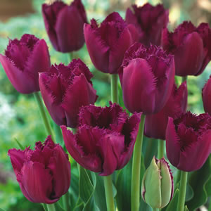 Tulip Curly Sue