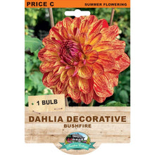 Load image into Gallery viewer, Dahlia Bushfire
