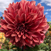 Load image into Gallery viewer, Dahlia Giant Tiger Bey
