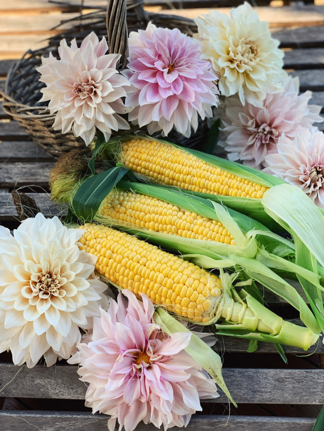 Corn Super Sweet Max F1