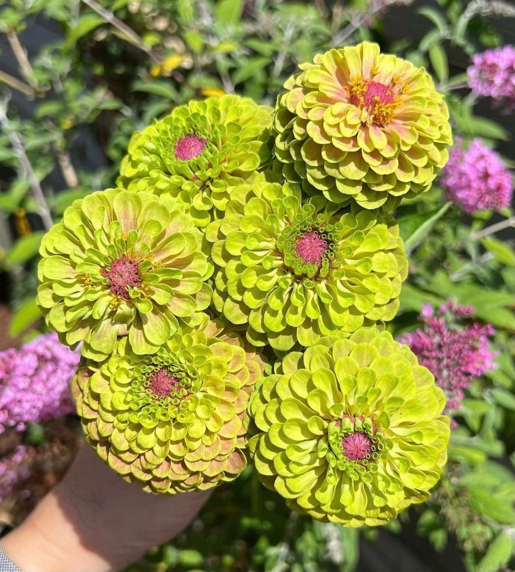 Zinnia Queen Lime With Blush