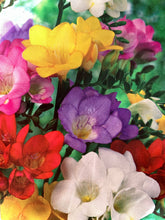 Load image into Gallery viewer, Freesia Hadeco Mixed
