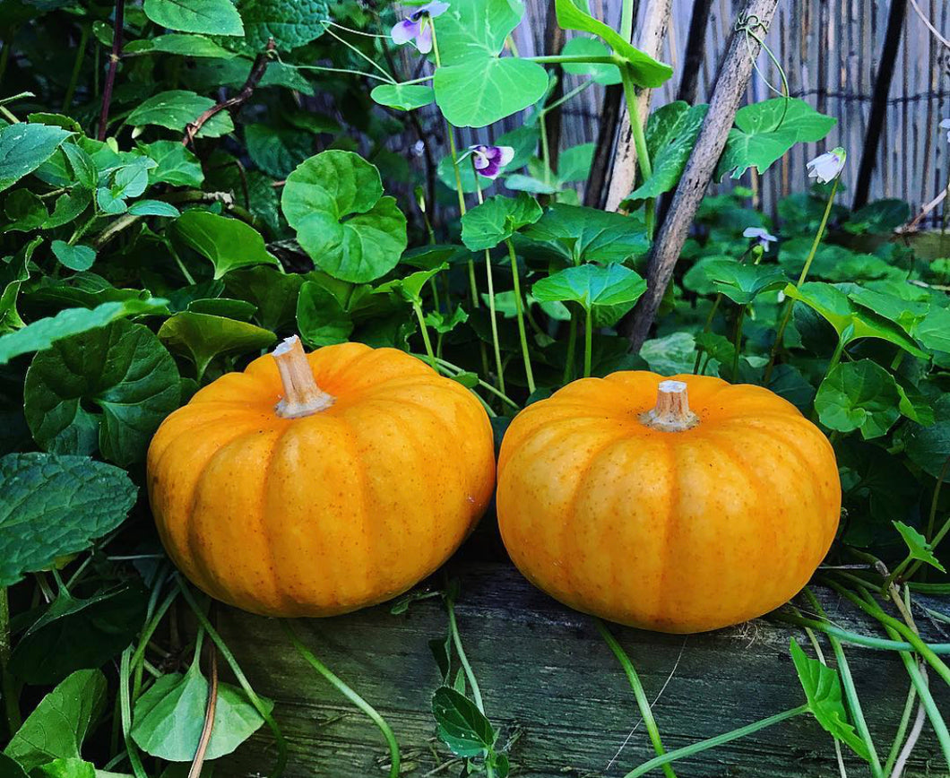 Pumpkin Wee B Little