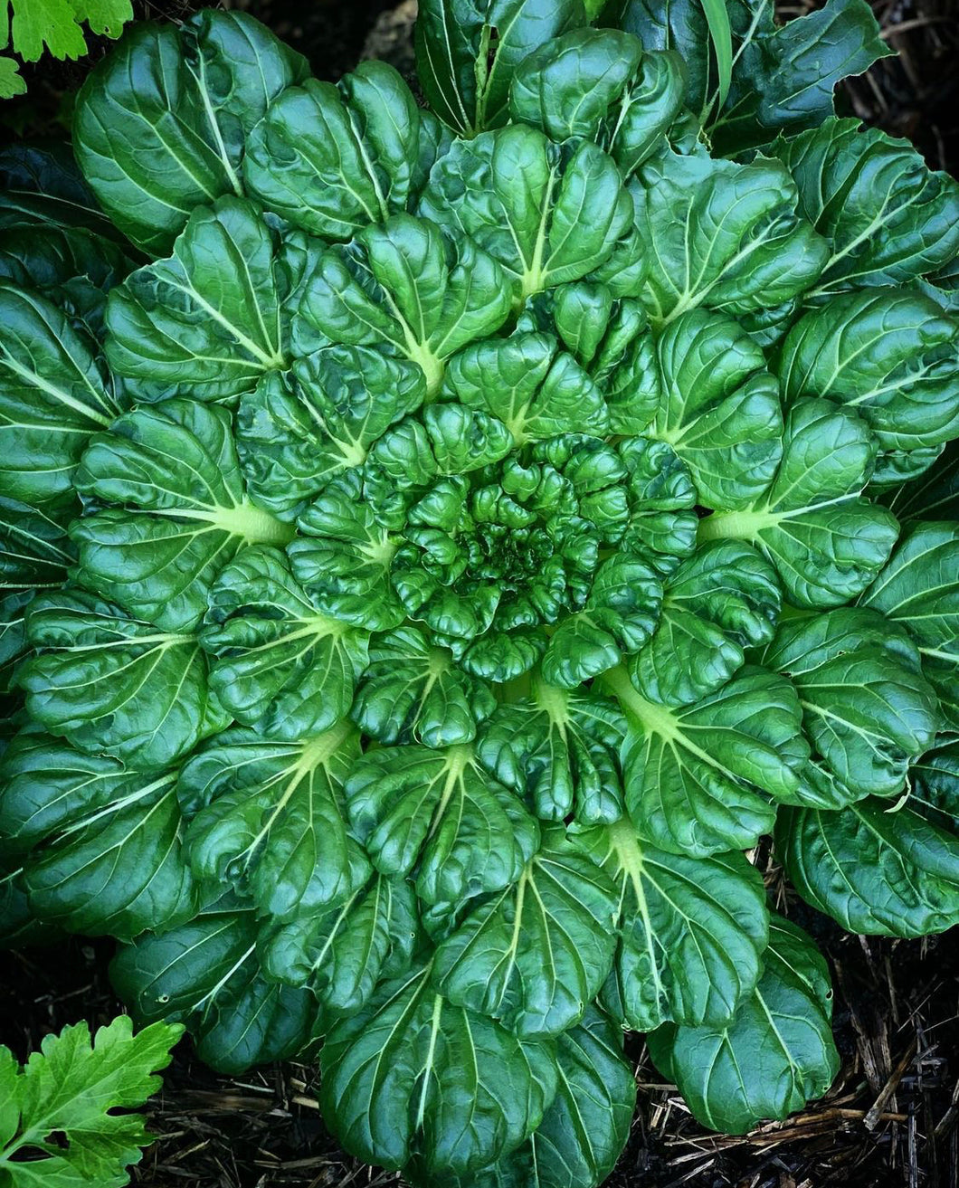 Tatsoi