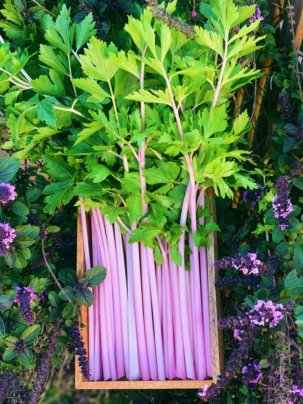 Celery Chinese Pink
