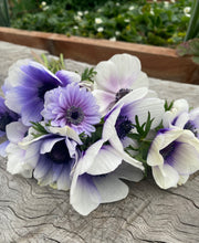 Load image into Gallery viewer, UVP Anemone De Caen Bi-Colour 10pk
