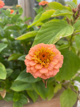 Load image into Gallery viewer, Zinnia Salmon Queen Rose
