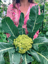 Load image into Gallery viewer, Cauliflower Macerata
