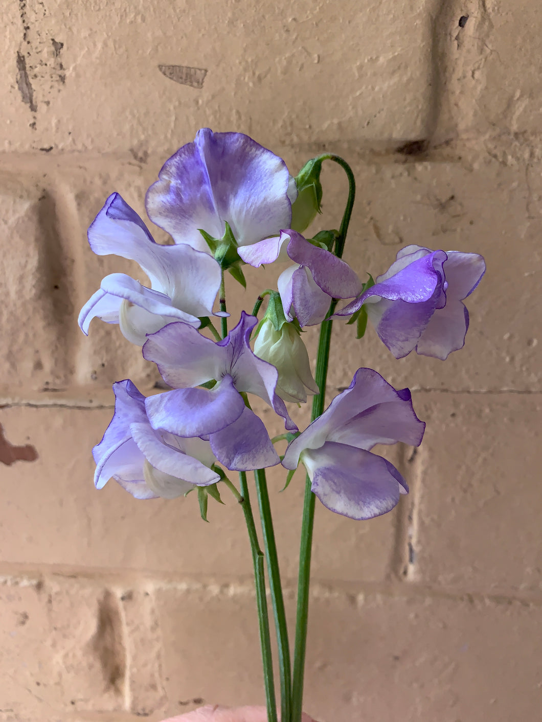 Sweet Pea Streamers Blue