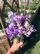 Load image into Gallery viewer, Sweet Pea Urban Veggie Patch Mix
