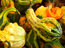 Load image into Gallery viewer, Gourd Small Warted Mix
