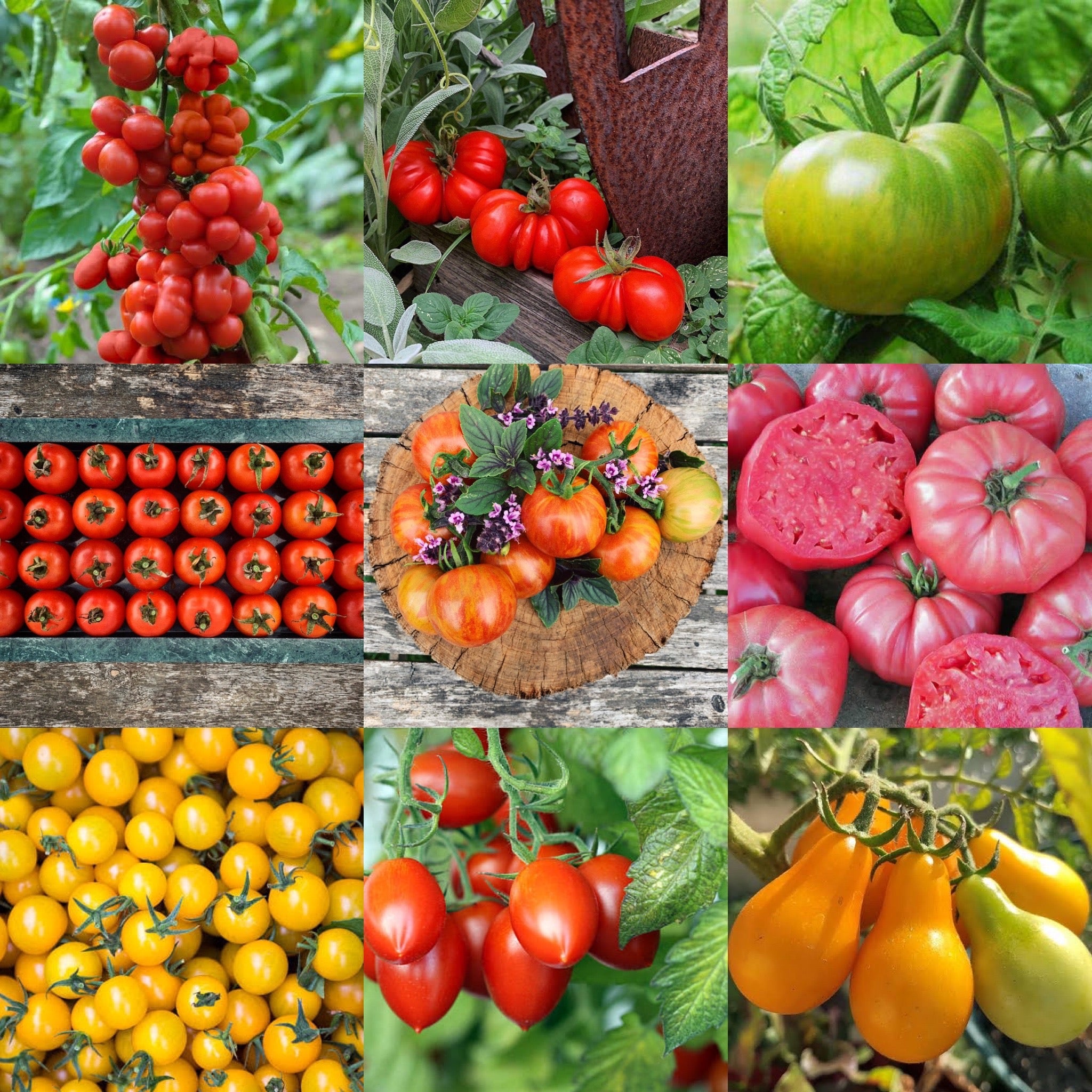 Tomato Favourites Bundle 12 Pack – Urban Veggie Patch Market