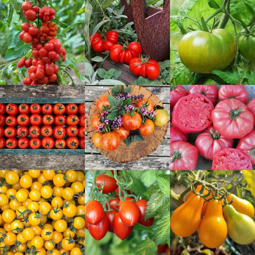 Tomato Favourites Bundle 12 Pack