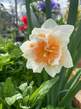 Load image into Gallery viewer, Daffodil Replete
