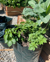 Load image into Gallery viewer, Potato Grow Bags - 2 Pack
