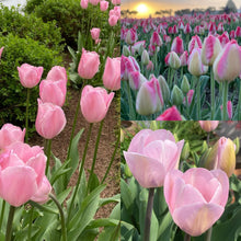 Load image into Gallery viewer, Urban Veggie Patch Tulip Pink Mix 5pk
