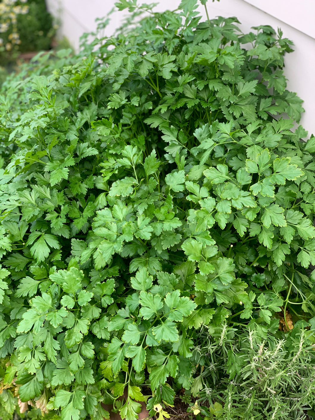 Parsley Italian Improved