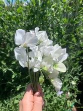 Load image into Gallery viewer, Sweet Pea Mammoth White
