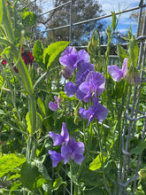 Load image into Gallery viewer, Sweet Pea Solstice Lavender
