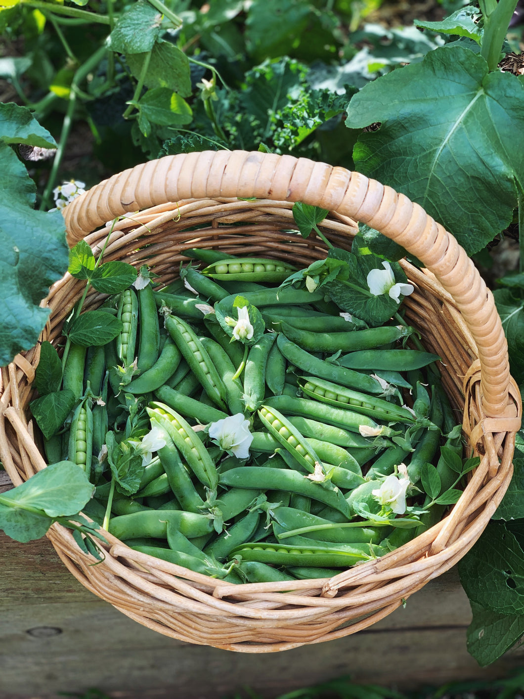Podded Pea Greenfeast